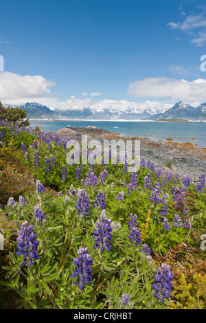 Prince William Sound, Alaska, lupine growing along the shore of Heather Island in Columbia Bay Stock Photo