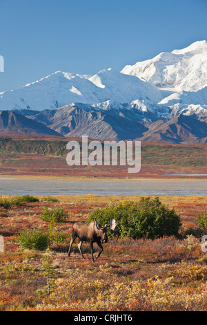 Denali National Park, Alaska, Mt. McKinley towers behind a bull moose standing on tundra in fall foliage Stock Photo