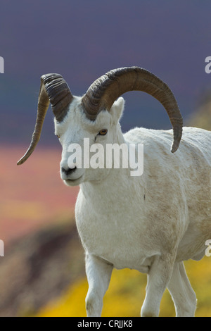 USA, Alaska. Adult Bighorn sheep. Stock Photo