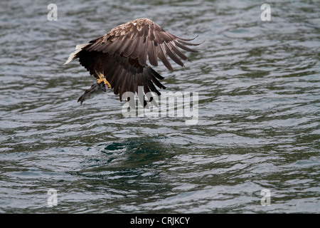 A Sea Eagle attacking in the sound of Raasay just off the Isle of Skye Stock Photo