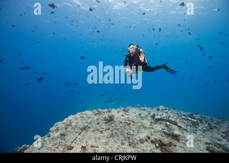 Scuba diver using a reef hook to watch sharks and other fish Stock Photo