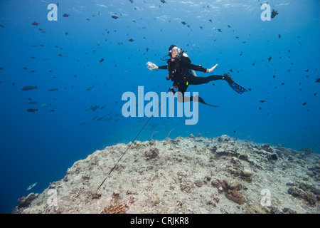 Scuba diver using a reef hook to watch sharks and other fish Stock Photo