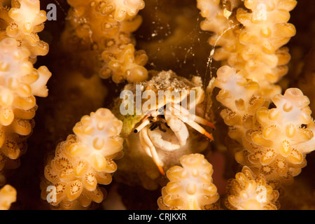 Small White Hermit Crab (Calcinus minutus) on a tropical coral reef off the island of Palau in Micronesia. Stock Photo