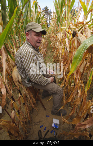 pigeon hunter sitting on a stool in a corn field reloading his gun, Germany Stock Photo