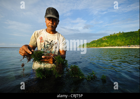 A seaweed farmer harvesting seaweed, Kutuh, Bali, Indonesia. Stock Photo
