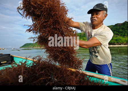 A seaweed farmer harvesting seaweed, Kutuh, Bali, Indonesia. Stock Photo