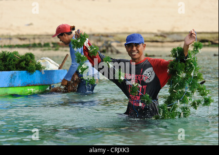 Seaweed farmer harvesting seaweed, Kutuh, Bali, Indonesia. Stock Photo
