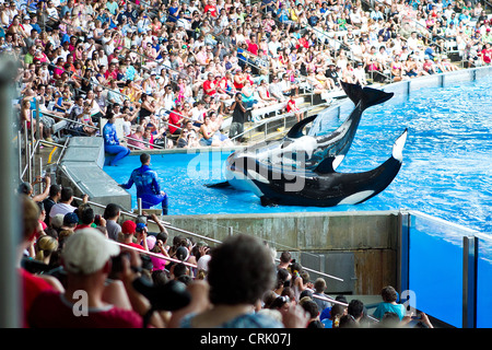 Sea world Orlando - Shamu and the killer whales perform their show Stock Photo