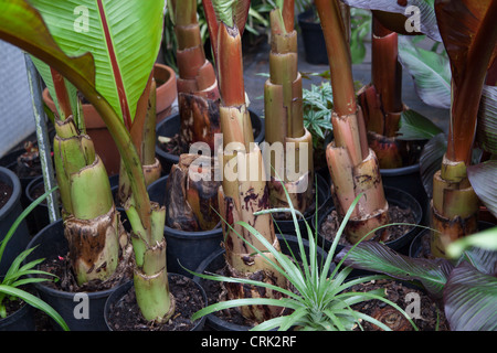 Ensete ventricosum 'Maurelii' Banana plant in storage in a warm greenhouse over winter in the UK Stock Photo