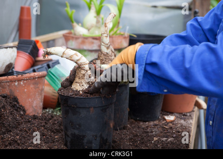 A gardener planting CRINUM powellii bulbs in a black plastic plant pot