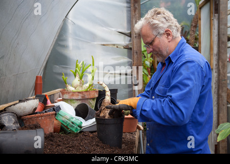 A gardener planting CRINUM powellii bulbs in a black plastic plant pot