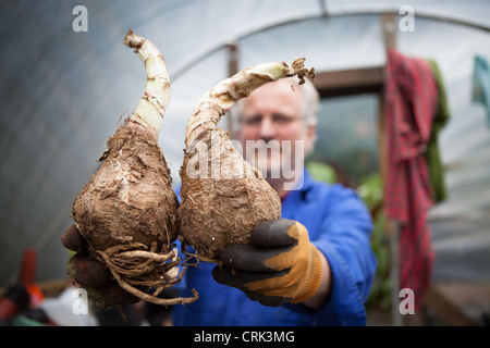 Will Giles holding up bulbs of CRINUM x powellii or  cape lily, Indian elephant flower Stock Photo