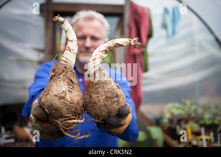 Will Giles holding up CRINUM powellii bulbs ready for potting up