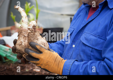 Will Giles holding up bulbs of CRINUM x powellii or cape lily, Indian elephant flower