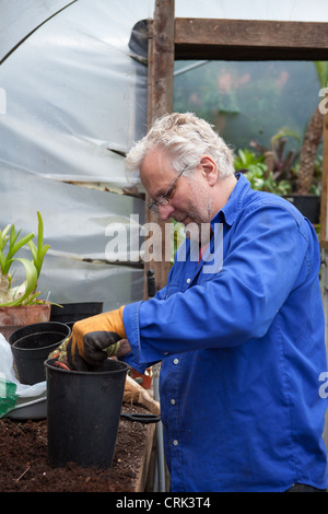 Will Giles planting bulbs of CRINUM x powellii or  cape lily, Indian elephant flower Stock Photo