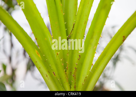 Pandanus furcatus Roxb., also known as Korr, Pandan or Himalayan/Nepal Screw Pine Stock Photo