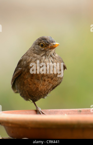 young song thrush Stock Photo - Alamy