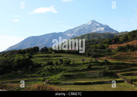 Vineyards at Mylopotamos at Mount Athos, Greece. Stock Photo