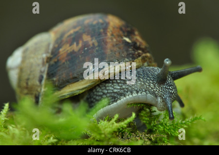 A garden snail on moss looking out of his shell UK Stock Photo