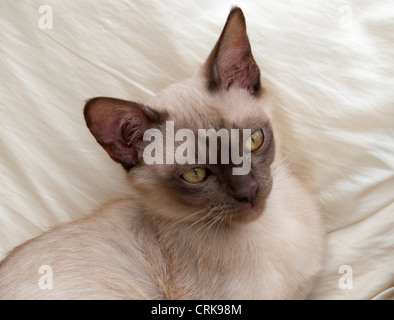 Chocolate Burmese Asian kitten close ups Stock Photo