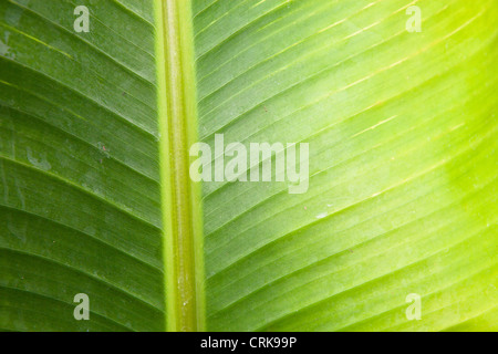 Close up of Musa Basjoo or Root hardy Banana plant leaf Stock Photo - Alamy