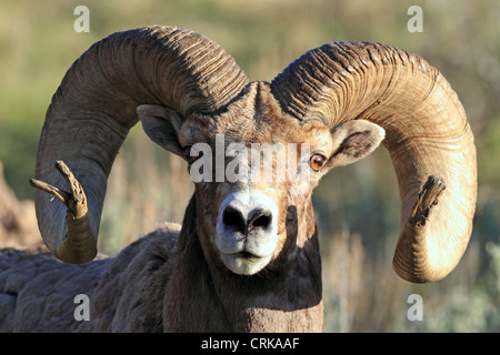 A large Bighorn sheep (Ovis canadensis) ram in the Lamar Valley of Yellowstone National Park, Wyoming, USA Stock Photo