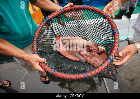 Live grouper being unloaded from a boat at Benoa harbour, Bali, Indonesia. Stock Photo