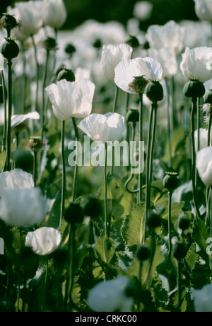 Papaver somniferum, Poppy, Opium poppy Stock Photo
