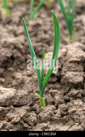 young green garlic growing from soil Stock Photo