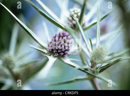 Eryngium variifolium, Sea holly Stock Photo