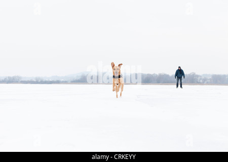 Dog running in snowy field Stock Photo