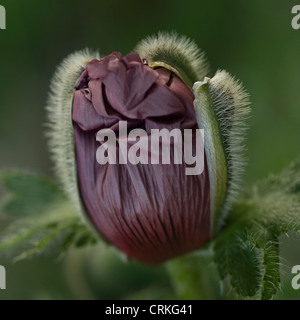 Papaver orientale 'Patty's Plum', Poppy, Oriental poppy Stock Photo