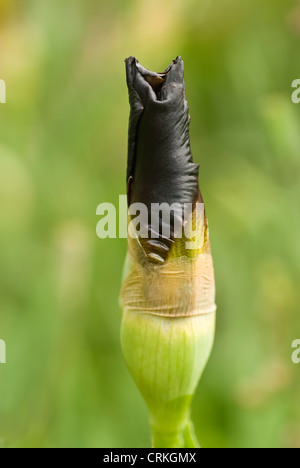 Iris chrysographes, Iris, Black iris Stock Photo