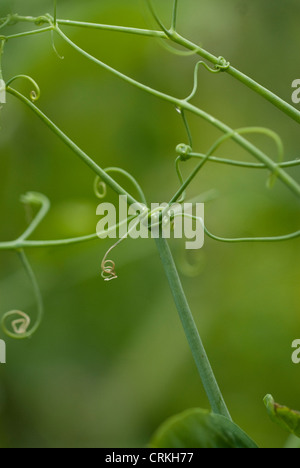 Pisum sativum, Pea Stock Photo