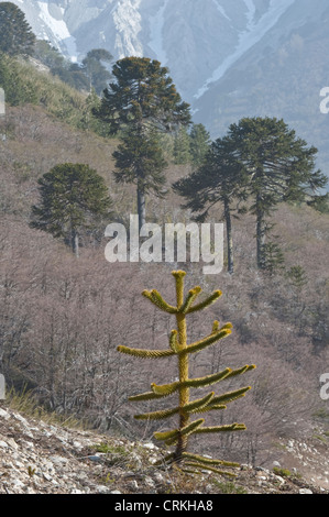 Monkey-puzzle tree (Araucaria araucana) habitat young tree on the foreground near Lake Moquehue Neuquén Argentina South America Stock Photo