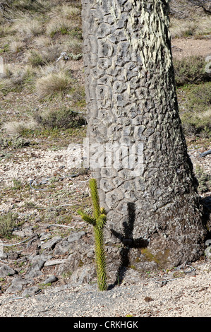 Monkey-puzzle tree (Araucaria araucana) tree trunk with young seedling growing at its base Neuquen Province Argentina Stock Photo