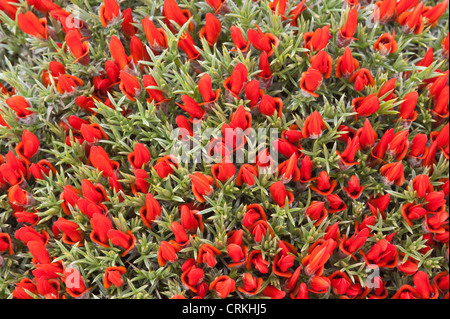 Guanaco bush or fire tongue (Anarthrophyllum desideratum) grows in desert or semi-desert steppe habitat Santa Cruz Province Stock Photo