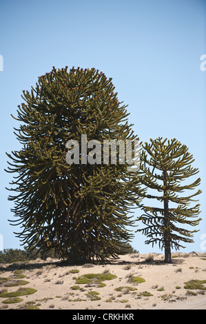 Monkey Puzzle tree (Araucaria araucana) young and older specimen in flower road 12 Neuquen Province Argentina Stock Photo