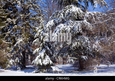 Snow covered trees in the Boris Gardens in Sofia, Bulgaria Stock Photo