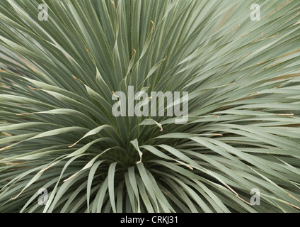 Dasylirion wheeleri, Desert Spoon Stock Photo