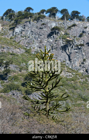 Monkey-puzzle tree (Araucaria, araucana) juvenile on the foreground pyramidal shape typical of conifers. Mature tree on the hill Stock Photo