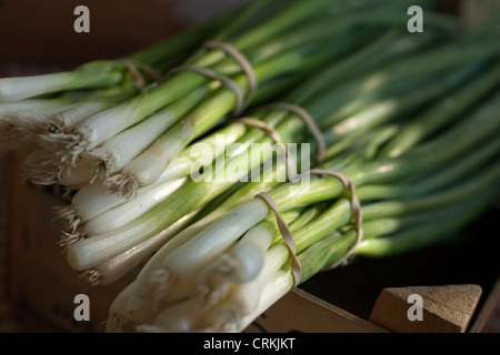 Bunches of Scallions, sometimes called long or green onions Stock Photo