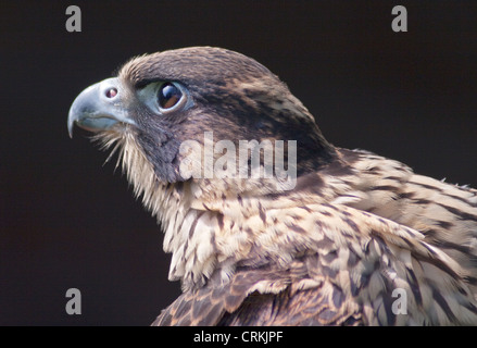 Saker Falcon (falco cherrug) Stock Photo