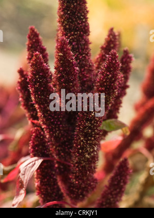 single red flower (Amaranthus) on meadow Stock Photo - Alamy