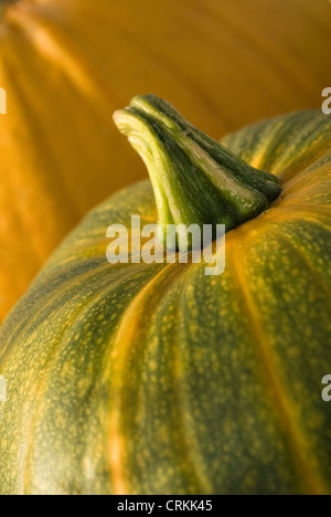 Curcubita pepo, Pumpkin, Squash Stock Photo
