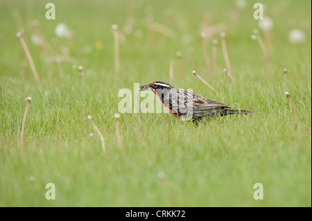 Long-tailed Meadowlark (Sturnella loyca) adult male feeding on grub Los Antiguos Santa Cruz Province Patagonia Argentina America Stock Photo