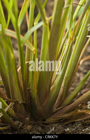 Cymbopogon citratus, Lemon grass Stock Photo