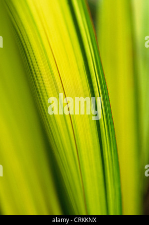 Phormium tenax 'Yellow Wave', New Zealand flax Stock Photo