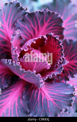 Brassica oleracea 'Tokyo', Cabbage, Ornamental cabbage Stock Photo