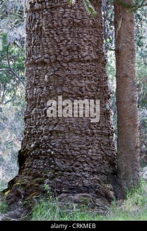 Monkey-puzzle Tree (Araucaria araucana) tree trunks of different ages Lago Curruhue shore Auracaria Forest Lanín National Park Stock Photo